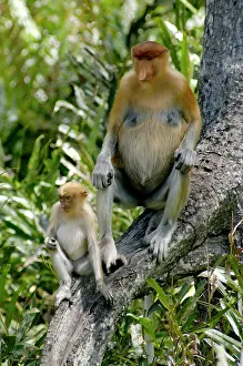 Larvatus: Female Proboscis monkey with an infant came with