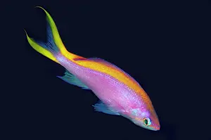 Anthias: Female Purple Anthias