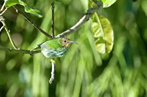 Longirostris: Female purple honeycreeper - on branch
