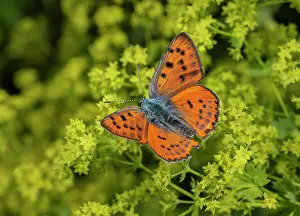 Hexapods: Female Purple-shot Copper, Lycaena alciphron, on