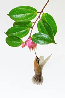 Blueberry: A female Purple-throated Mountain-gem Hummingbird