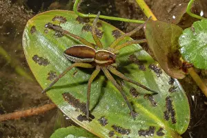 Spiders: Female Raft spider, Dolomedes fimbriatus; a semi-aquatic