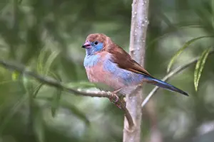 Bleu: Female Red-cheeked cordon-bleu