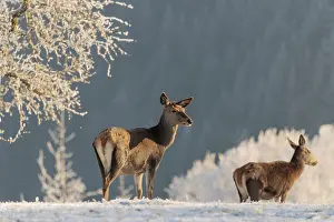 Lights: Two female red deer (Cervus elaphus) stand in the first light of day on a meadow covered in hoar frost