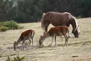 Ruminating: Female Red deers grazing near a horse Spain