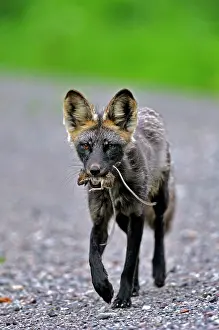 Returning: Female Red Fox returning from hunt with mouth full of mice