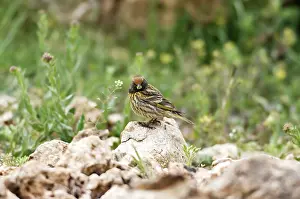 Serins: Female Red-fronted Serin