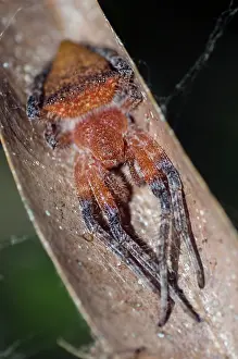 Weaver: Female Red Tent Spider