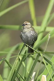 Agelaius: Female Red-Winged Blackbird