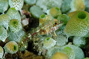 Tunicate: Female Rhinocerous Triplefin - with Colonial Tunicates