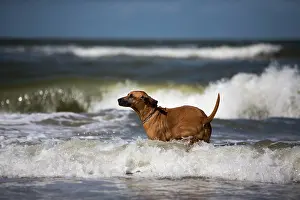 Bitches: Female Rhodesian Ridgeback dog in the North Sea