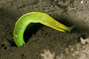 Nosed: Female Ribbon Eel