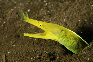 Nosed: Female Ribbon Eel