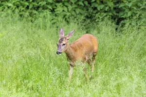 Crossing: A female roe deer (Capreolus capreolus) crosses a green meadow