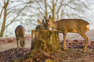 Mosses: A female roe deer (Capreolus capreolus) and her fawn nibbling moss from a tree stump at sunrise