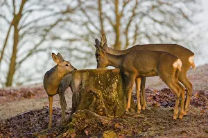 Mosses: A female roe deer (Capreolus capreolus) and her two fawns nibbling moss from a tree stump at sunrise