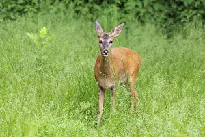 Deers: A female roe deer (Capreolus capreolus) stands in a green meadow