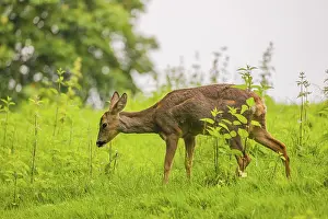 Eats: A female roe deer (Capreolus capreolus) stands in a meadow and grazes
