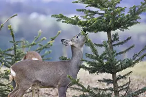 Needles: A female roe deer (Capreolus capreolus) stands in a meadow and nibbles on the needles of a fir tree