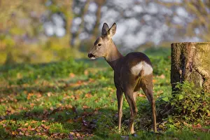 Stump: A female roe deer (Capreolus capreolus) stands next to a tree stump in a meadow at sunrise