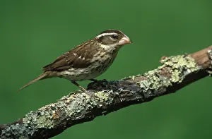 Pheucticus: Female Rose-Breasted Grosbeak