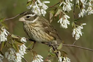 Ludovicianus: Female Rose-Breasted Grosbeak