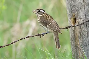 Ludovicianus: Female Rose-Breasted Grosbeak