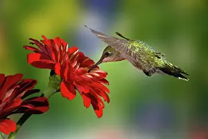 Rubythroated: Female Ruby-throated Hummingbird