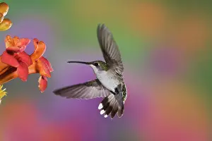 Rubythroated: Female Ruby Throated Hummingbird