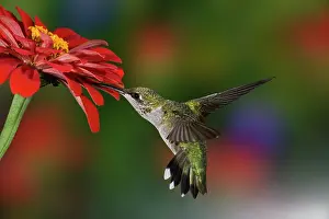 Kentucky: Female Ruby-throated Hummingbird feeding