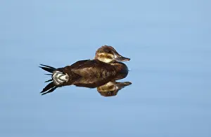 Jamaicensis: Female Ruddy Duck (Oxyurus jamaicensis)