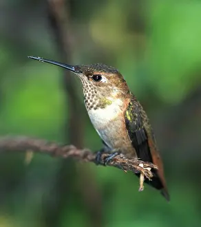 Hummer: Female Rufous Hummingbird