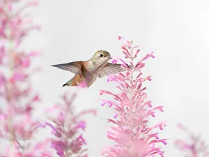 Hummingbird: Female rufous hummingbird in flight, east mountain backyard