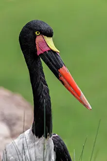 Saddle: Female Saddle-billed stork