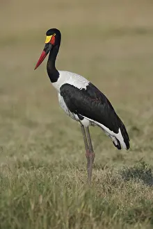 Senegalensis: Female Saddlebill Stork