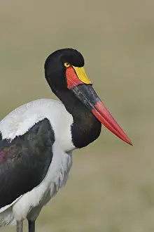 Senegalensis: Female Saddlebill Stork
