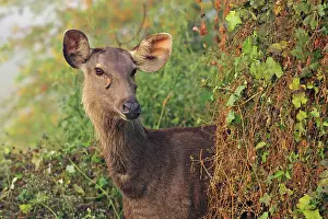 Keoladeo: Female Sambar Deer, Keoladeo National Park