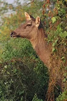Keoladeo: Female Sambar Deer, Keoladeo National Park