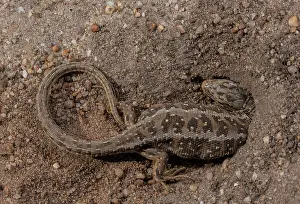 Digging: Female Sand Lizard, Lacerta agilis, in egg-laying