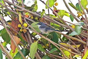 Sardinian: Female Sardinian Warbler
