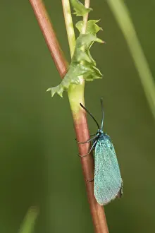 Scarce: Female of Scarce forester (Jordanita globulariae)