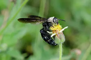 Collaris: Female Scoliid Wasp feeding on flower - Saba, Bali