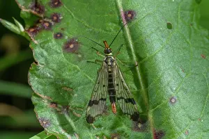 Ectognatha: Female Scorpionfly, Panorpa germanica resting on leaf
