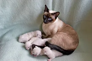 Brothers: Female Siamese seal point cat with one week old