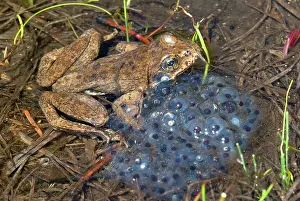 Spawning: Female Sierra Nevada Yellow-legged Frog