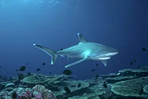 Albimarginatus: Female Silvertip Reef Shark - these beautiful sharks