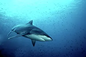 Albimarginatus: Female Silvertip Reef Shark - these beautiful sharks