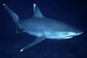 Albimarginatus: Female Silvertip Reef Shark - these beautiful sharks
