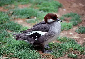Smew: Female Smew Duck