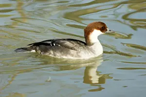 Smew: Smew